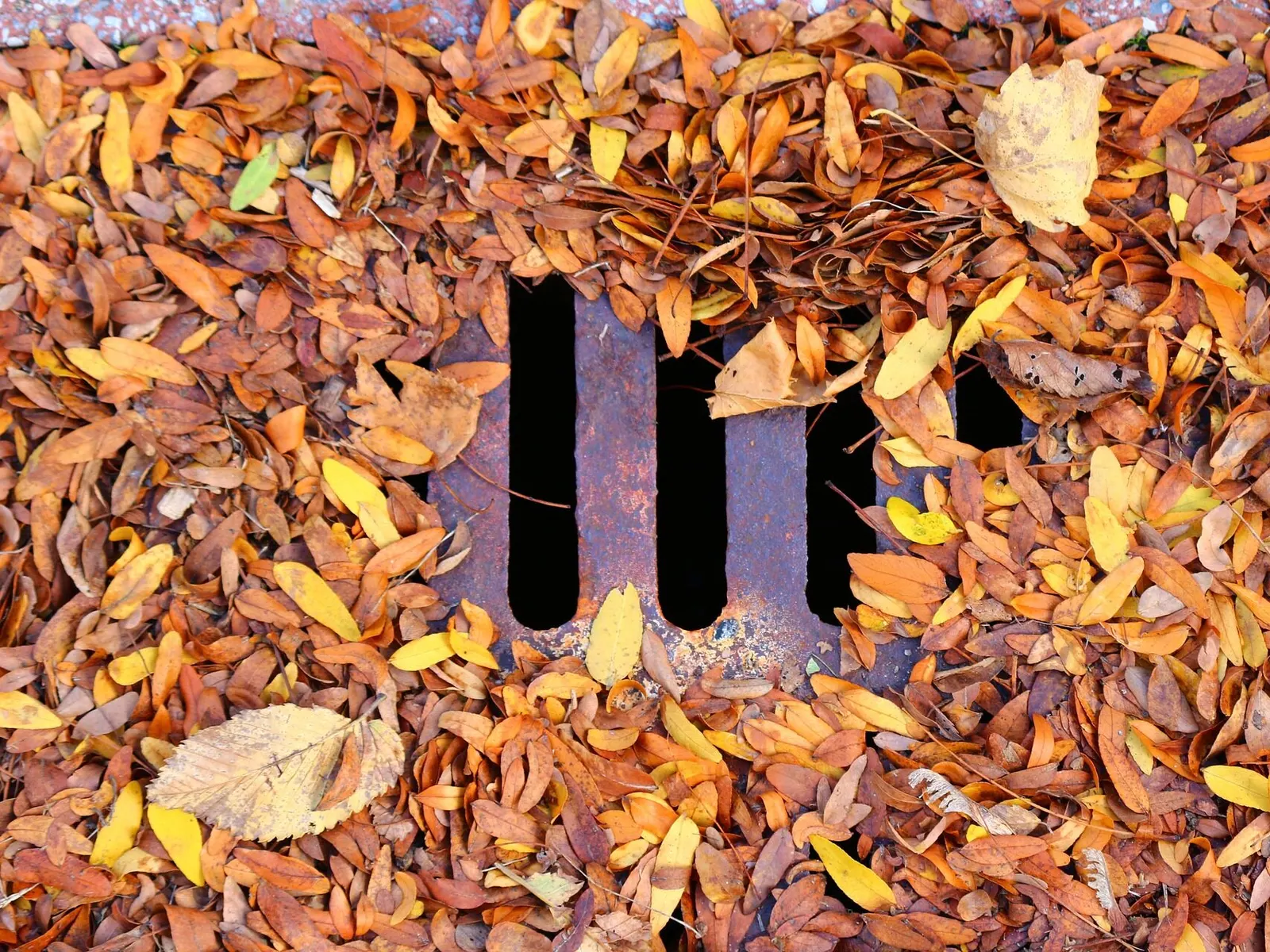 Wet fall leaves gathered over a drain grate